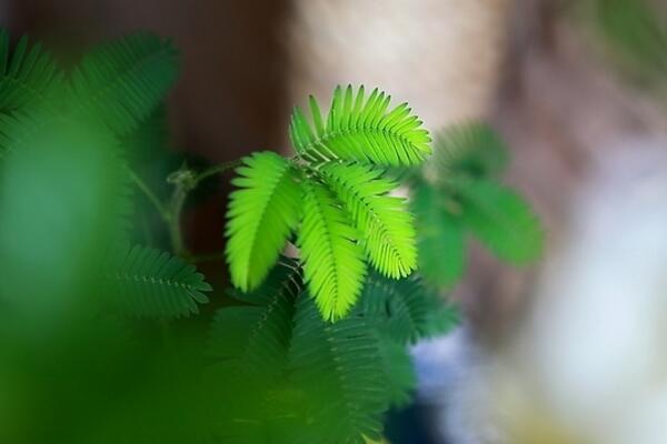 辦公室可以養(yǎng)含羞草嗎，不建議放在辦公室養(yǎng)（導致脫發(fā)）