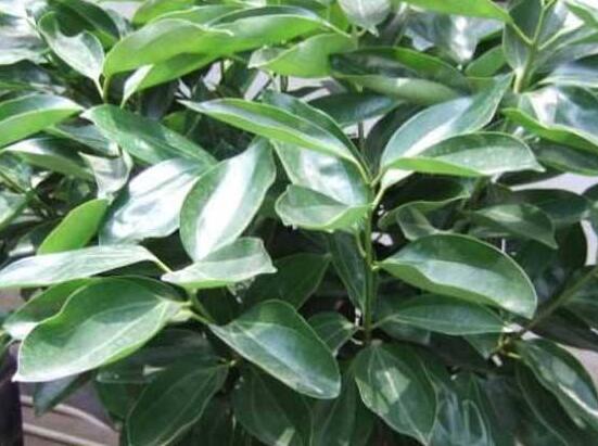 平安樹圖片大全，凈化空氣，矯正異味