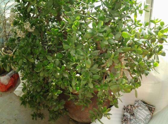 玉樹(shù)如何施肥，做到薄肥勤施原則(春夏秋冬)