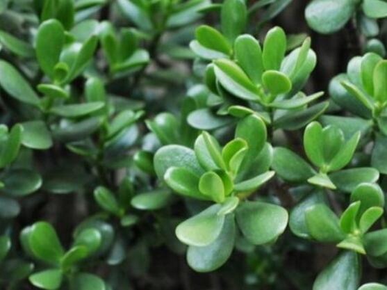 燕子掌不開花怎么辦，做好以下五點(diǎn)花開爆盆