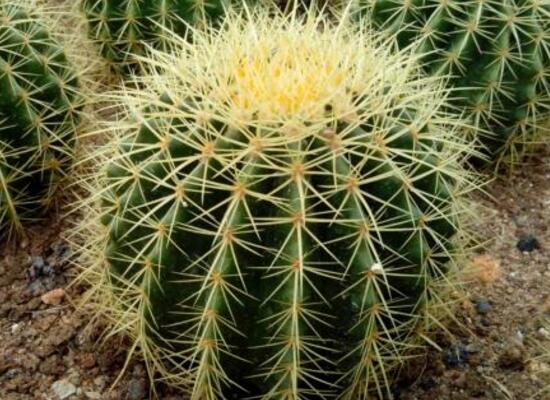 仙人球怎么繁殖，仙人球的扦插方法