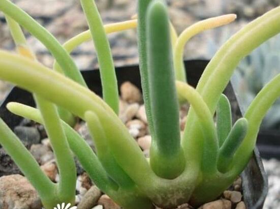 碧光環(huán)用什么土種，透氣透水土壤是必要種植條件