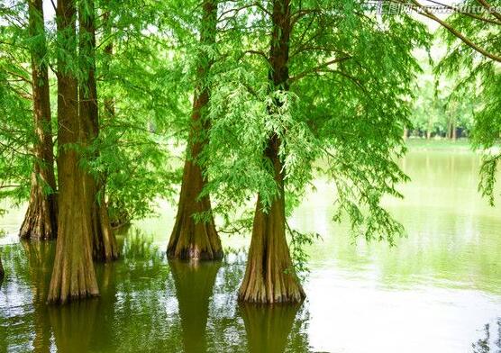 水杉與紅豆杉的區(qū)別，教你三種區(qū)別方法(葉子/果子/習(xí)性)