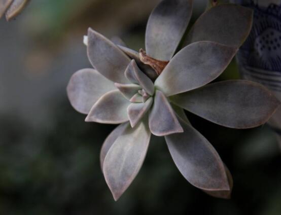 寶石花怎么養(yǎng)，老農(nóng)總結(jié)六大基本養(yǎng)殖方法