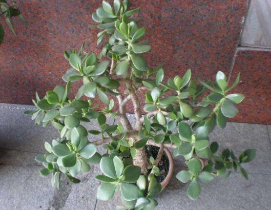 燕子掌和玉樹哪個有毒，玉樹汁液有毒/燕子掌無毒現象