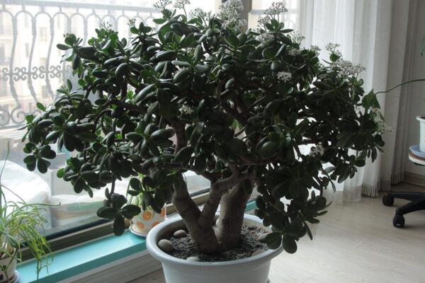 玉樹和燕子掌哪個貴，燕子掌的價值更高