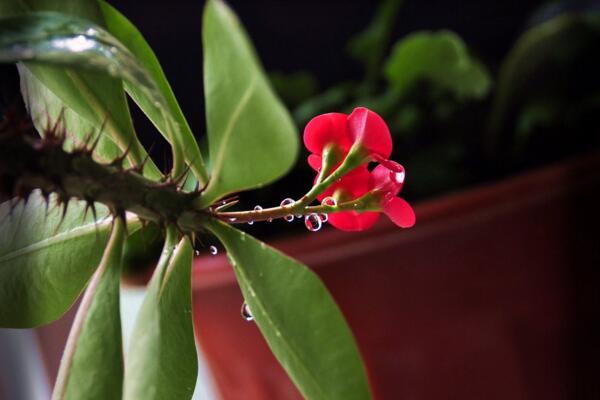 怎么區(qū)分虎刺和虎刺梅，虎刺與虎刺梅的5大不同