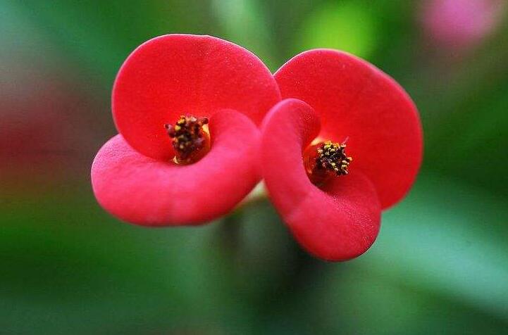 虎刺梅能放臥室嗎，不適合放置的4種原因