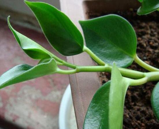 青葉碧玉怎么養(yǎng)，掌握八大核心保證你家的碧玉爆盆綠油油