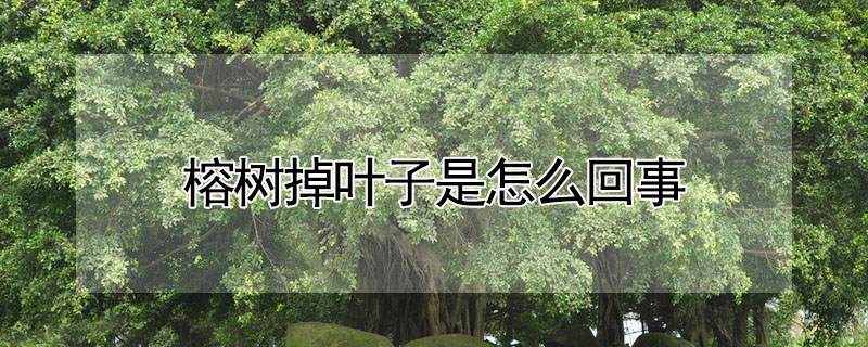 榕樹(shù)掉葉子是怎么回事