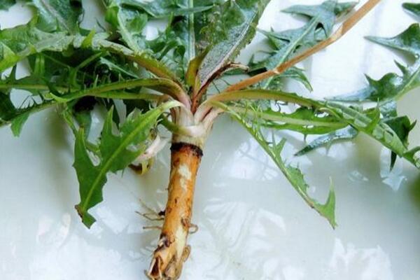 蒲公英的病害防治，常見病害以及防治方法