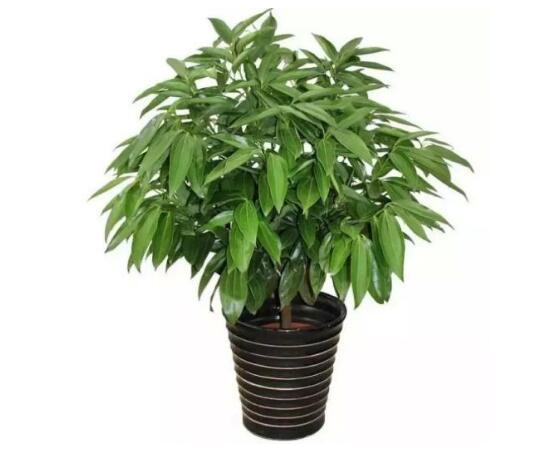 平安樹(shù)怎么養(yǎng)才茂盛，平安樹(shù)的養(yǎng)殖方法