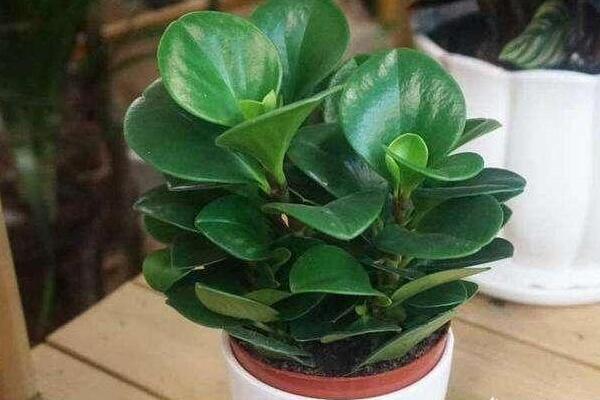 紫邊碧玉的作用，裝飾作用、藥用價(jià)值、凈化效果