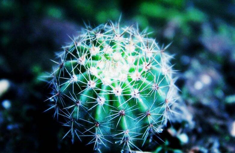 仙人掌花開(kāi)多久，品種不同花期不同（稀有品種不開(kāi)花）