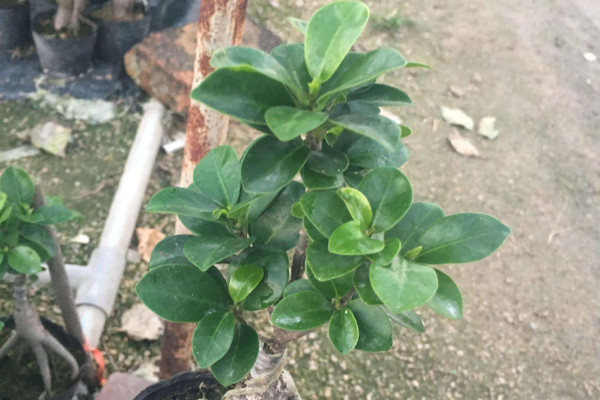 小榕樹的養(yǎng)殖方法和注意事項，澆水灌溉保持土壤濕潤