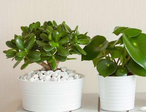 玉樹(shù)的葉子發(fā)軟發(fā)黃，防止這些問(wèn)題發(fā)生的解決方法