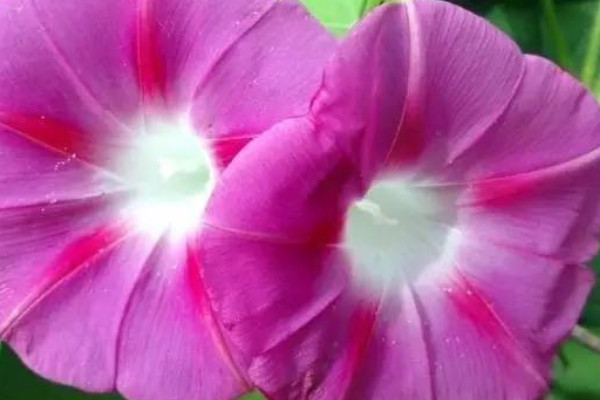 牽?；槭裁匆捞俨拍荛_花