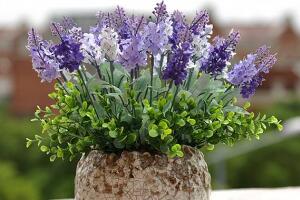 薰衣草怎么扦插，薰衣草的繁殖方法