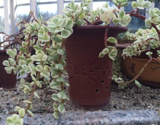 雅樂(lè)之舞怎么澆水，做到澆則澆透原則/忌積水