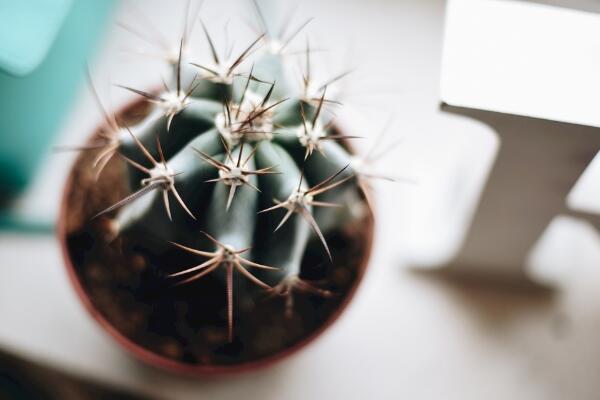 仙人球換盆方法，4步即可完成仙人球的換盆