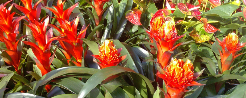 鴻運(yùn)當(dāng)頭小苗幾年開花