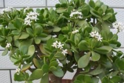 燕子掌的花有毒么，汁液帶有一定的毒性