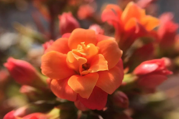 長壽花花苞期間怎么養(yǎng)護