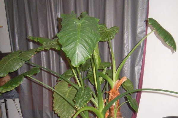 滴水觀音上的蟲(chóng)是什么蟲(chóng)