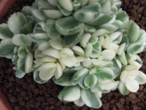 熊童子和白熊的區(qū)別，老農(nóng)總結(jié)最直觀兩種分辨方法