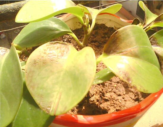 碧玉葉子發(fā)黃怎么辦，教你五步讓它重新恢復(fù)生機(jī)