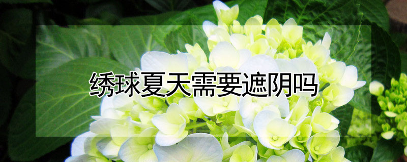 繡球夏天需要遮陰嗎