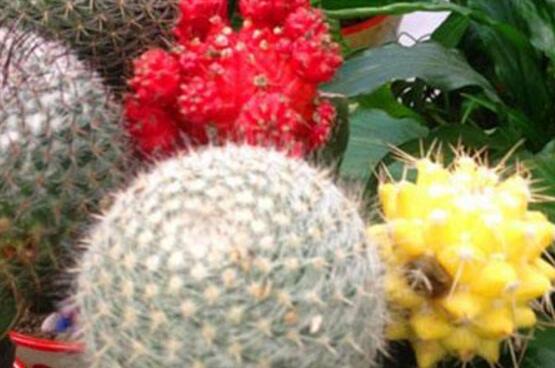 仙人掌的果實能吃嗎，食用可清熱解毒、養(yǎng)顏護(hù)膚