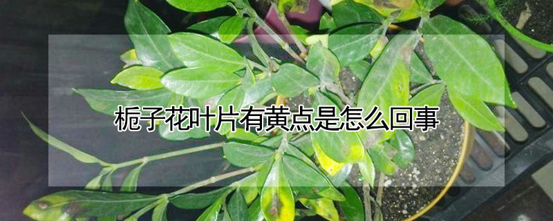 梔子花葉片有黃點是怎么回事