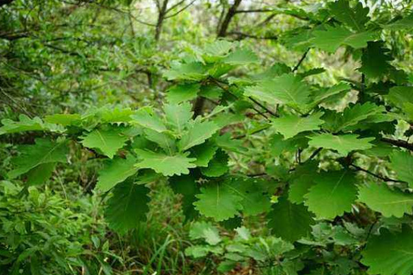 槲樹(shù)果實(shí)能吃嗎