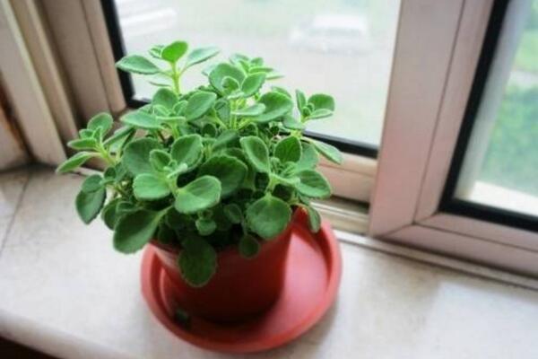 植物碰碰香的養(yǎng)殖方法，光照充足是碰碰香生長(zhǎng)的關(guān)鍵