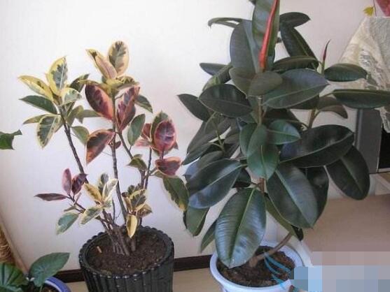 橡皮樹(shù)的好處，六大好處深受喜愛(ài)