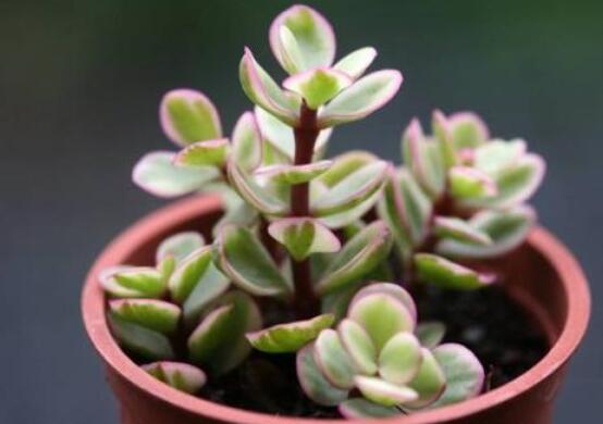 雅樂(lè)之舞適合什么花盆，陶盆、紫砂盆、泥瓦盆最為合適