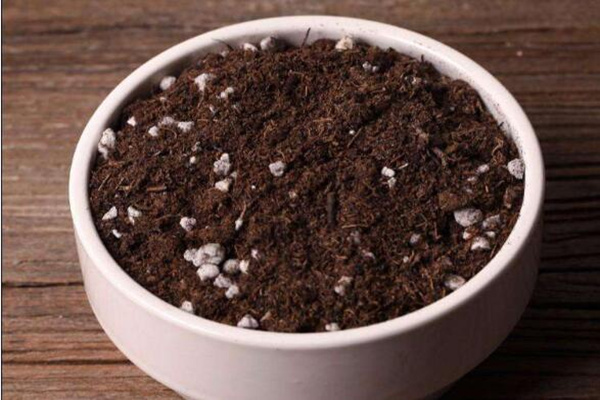 四季金銀花種植技術(shù)，早春時期種植成活率最高