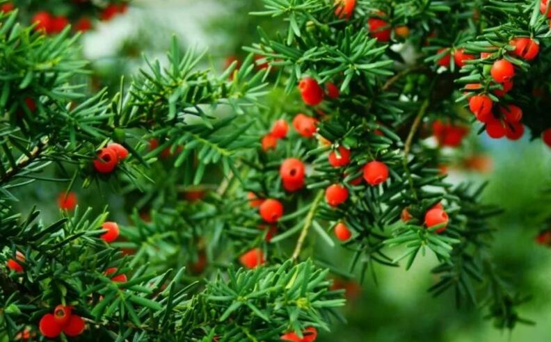 紅豆杉的修剪方法圖，注意抹芽、摘心、短截的區(qū)別