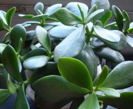 家里養(yǎng)玉樹有什么寓意，家庭和諧、事業(yè)順暢，學業(yè)有成