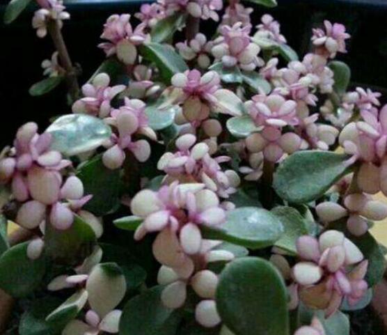 雅樂之舞怎么扦插，春季最佳/剪取生長健壯枝條