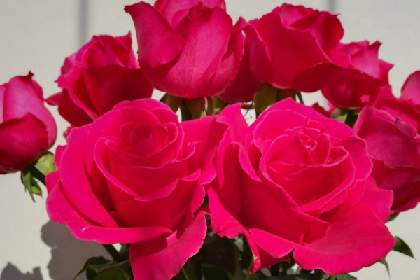 玫瑰花怎么養(yǎng)水里