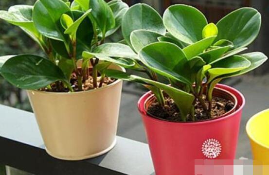 紫邊碧玉椒草的養(yǎng)殖方法和注意事項嗎，老農(nóng)教你六大基本養(yǎng)殖方法