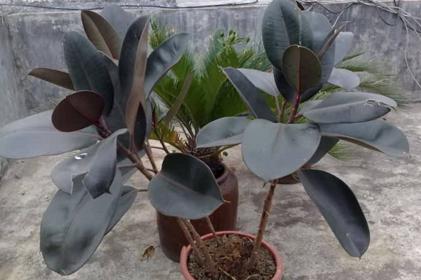 橡皮樹的養(yǎng)殖方法和注意事項(xiàng)