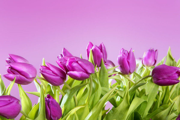 郁金香葉子發(fā)黃咋回事