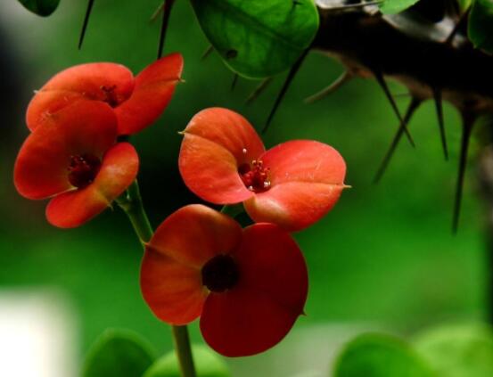 虎刺梅冬天養(yǎng)殖的禁忌，做好四個(gè)要點(diǎn)便可安然過冬