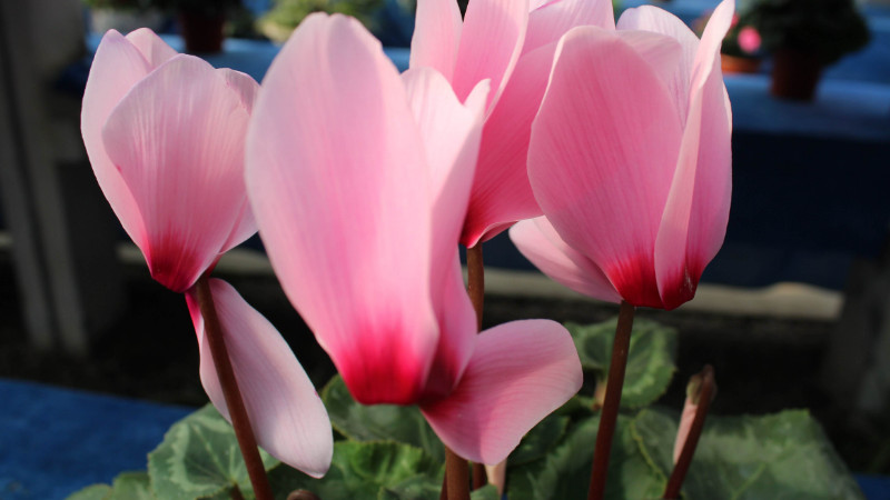 仙客來葉子發(fā)黃怎么辦