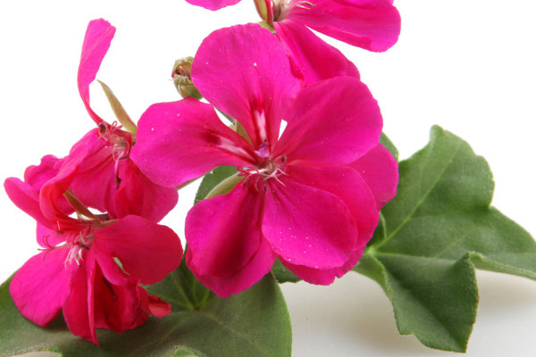 天竺葵天可以放室內(nèi)嗎