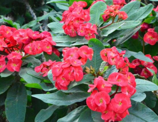 虎刺梅花期多少天，一年四季均可開花(養(yǎng)殖得當)