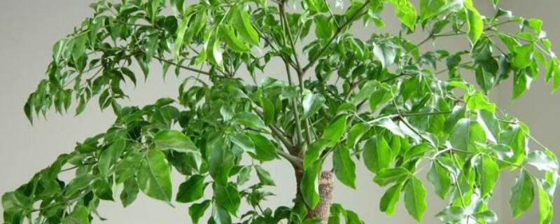 幸福樹(shù)長(zhǎng)蟲(chóng)子怎么辦